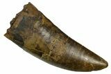 Serrated, Fossil Tyrannosaurus (Trex) Tooth - Wyoming #380875-1
